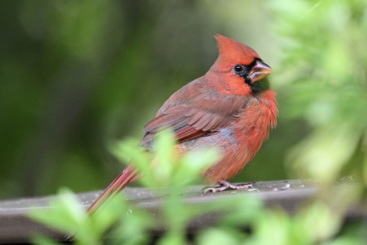 Красный кардинал - ML644783527