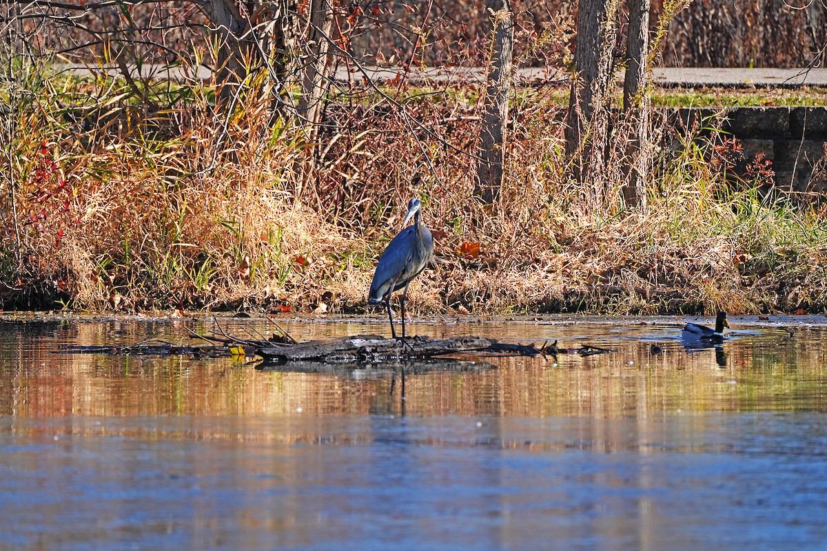 Great Blue Heron - ML644783529
