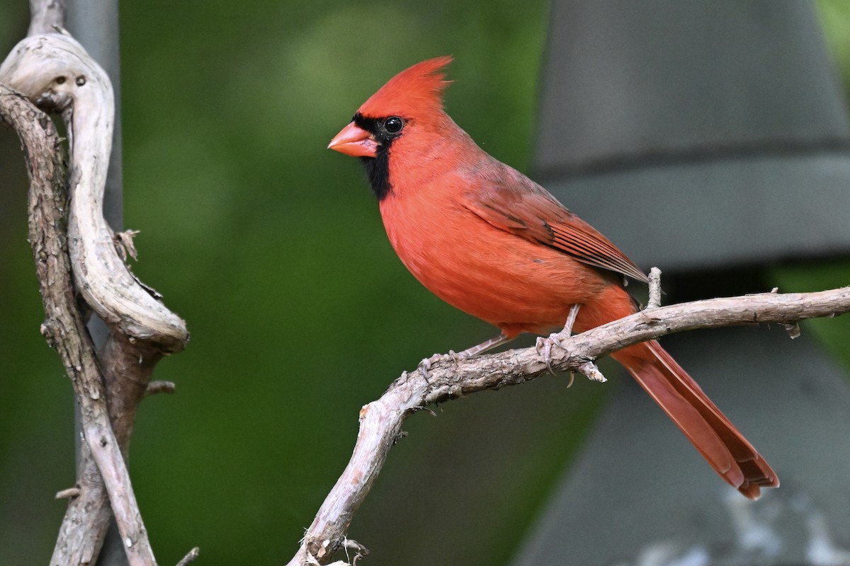 Красный кардинал - ML644783530