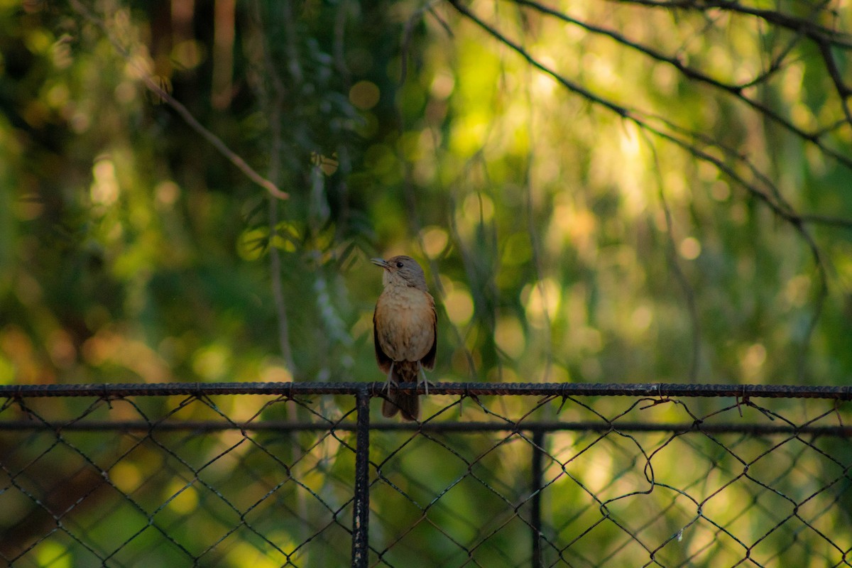 Pale-breasted Thrush - ML644783531