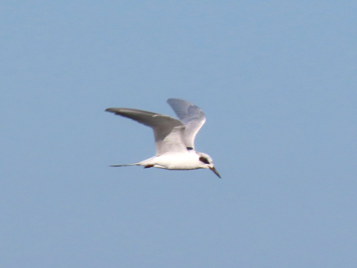 Forster's Tern - ML644783532