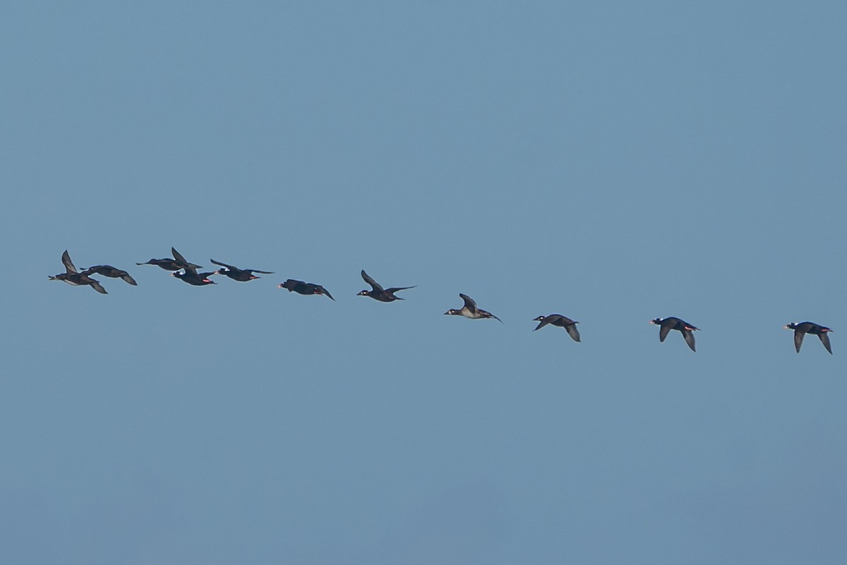 Surf Scoter - ML644783540