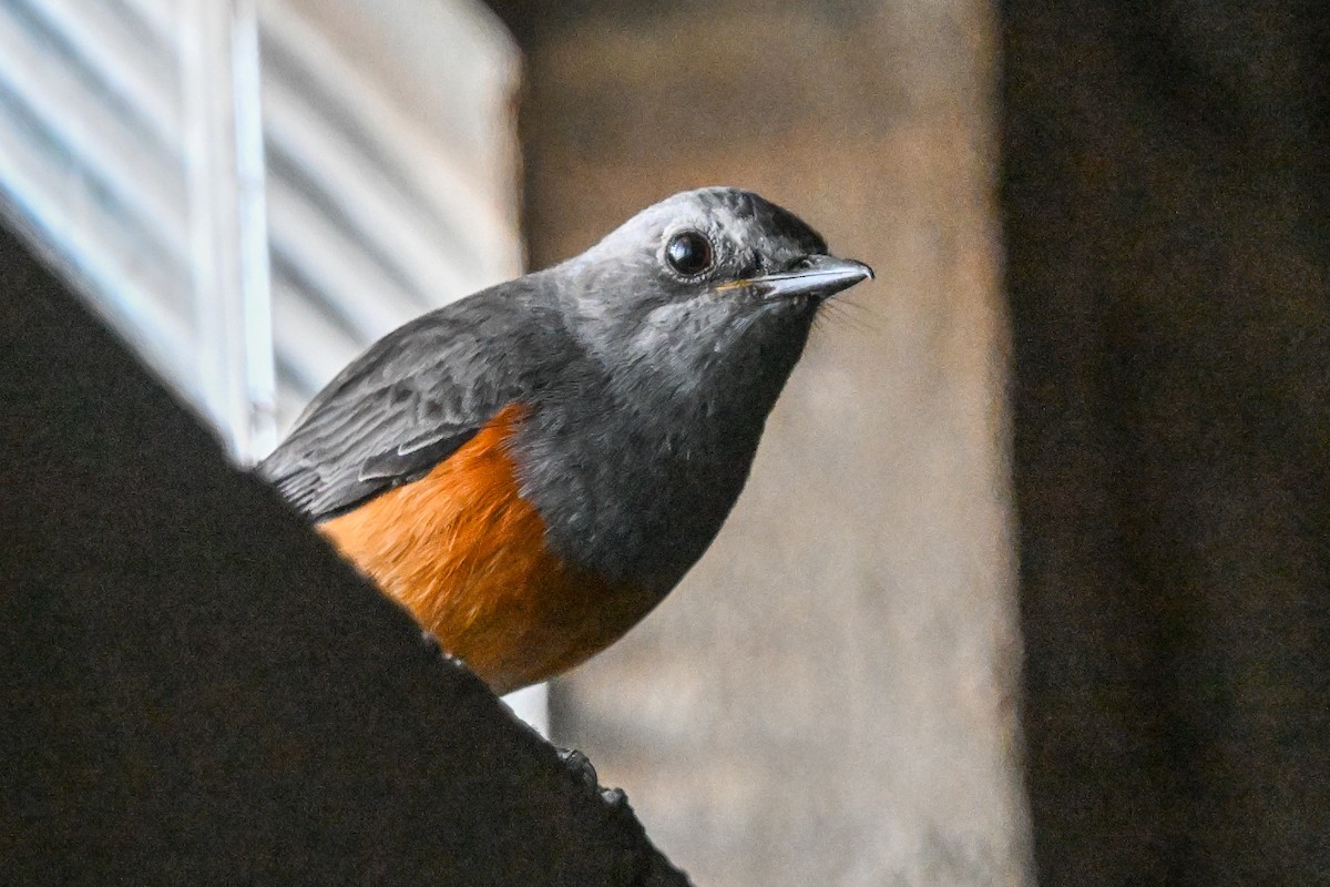 Мадагаскарский каменный дрозд (bensoni) - ML644783542