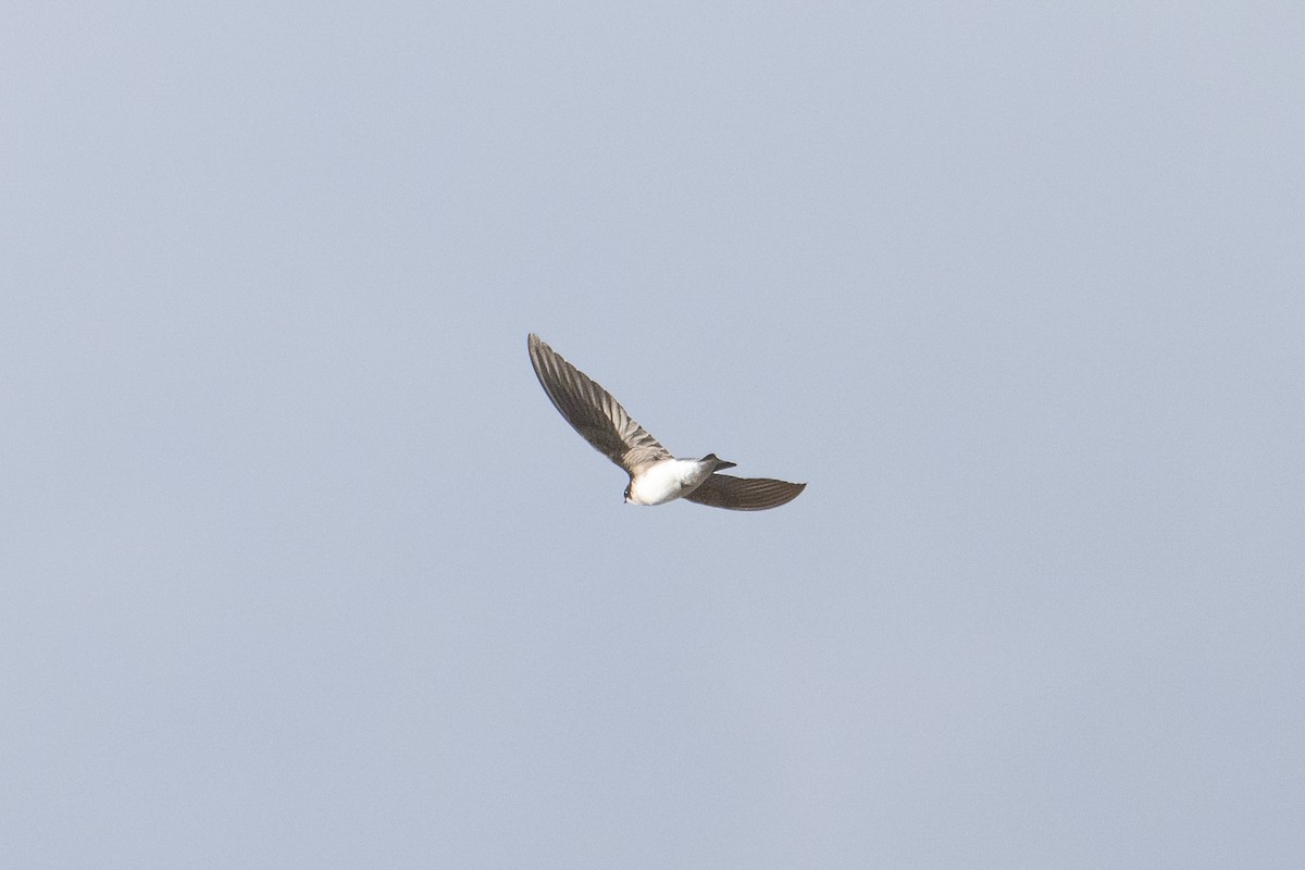 Tree Swallow - ML644783553