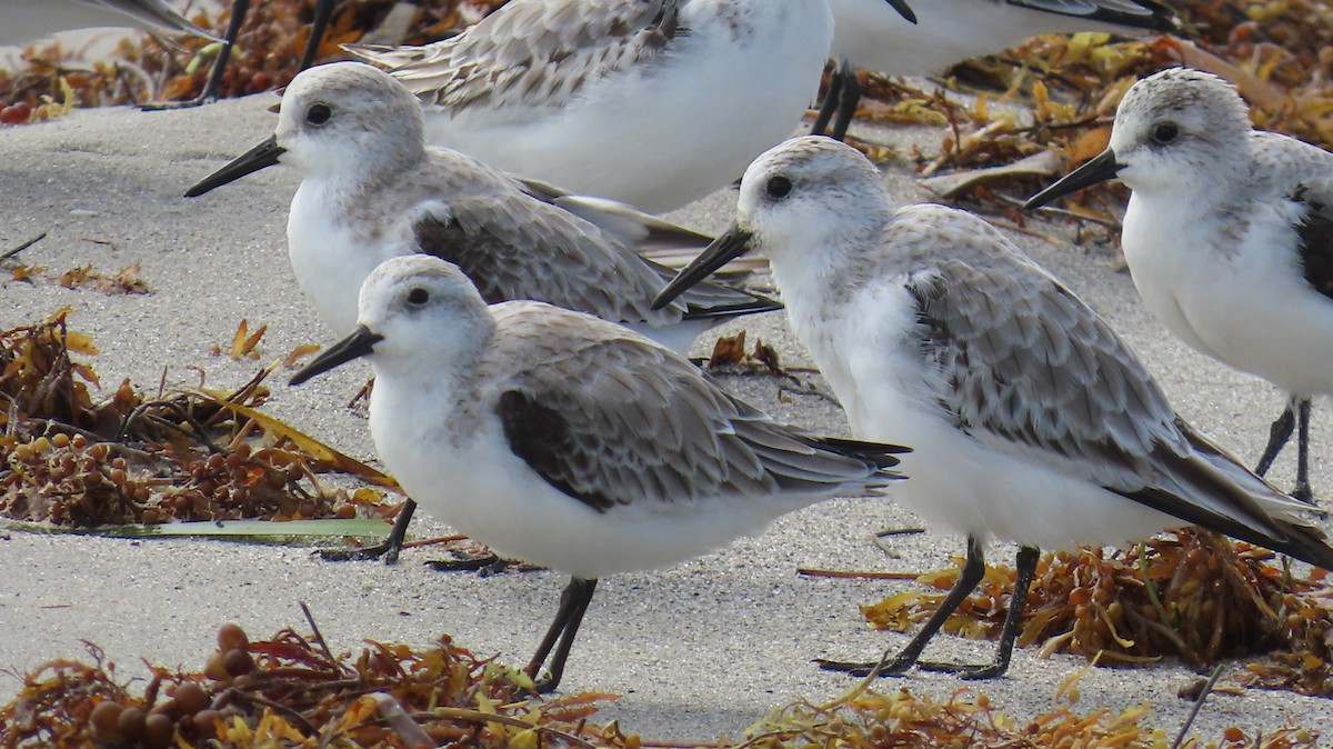 Txirri zuria - ML644783554