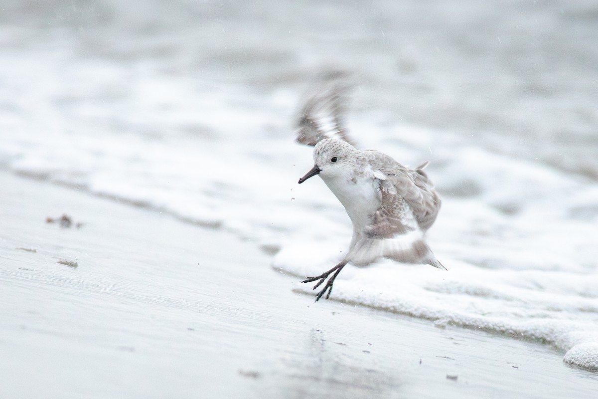 Txirri zuria - ML644783570