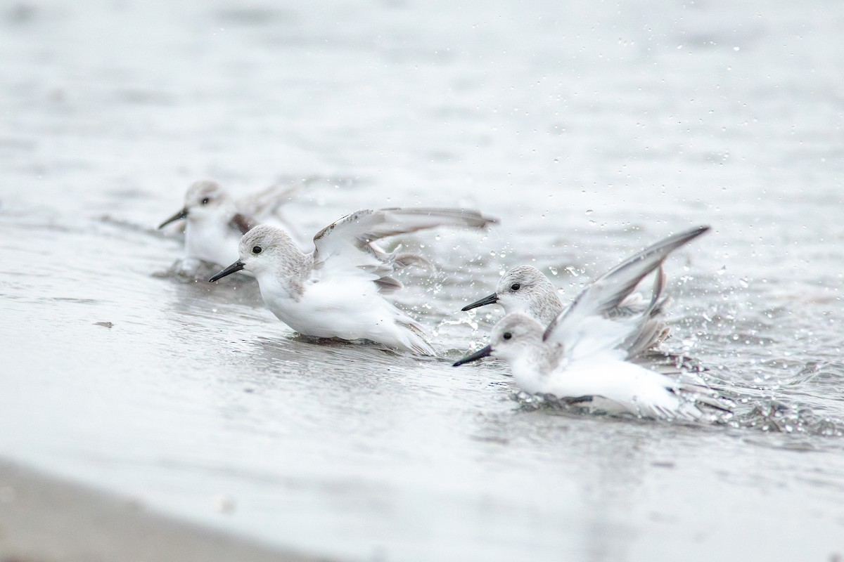 Txirri zuria - ML644783573