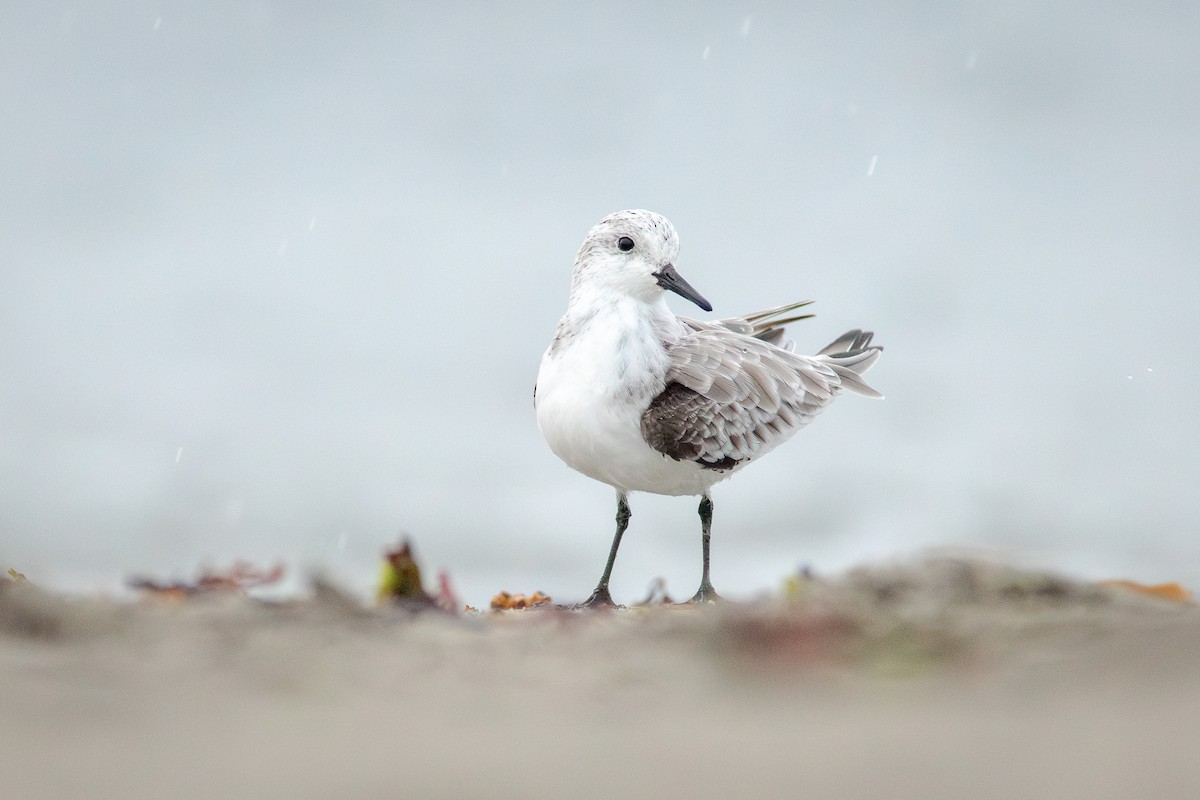 Txirri zuria - ML644783574