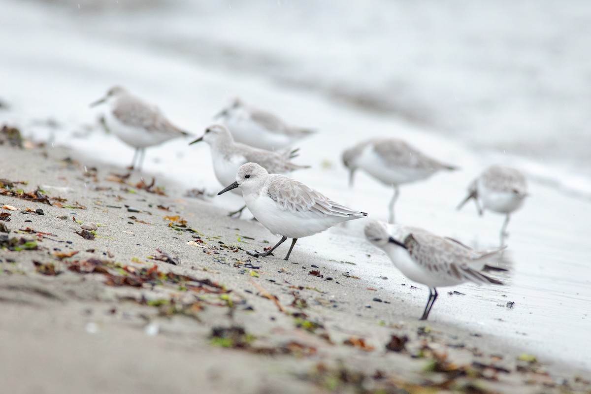 Txirri zuria - ML644783575