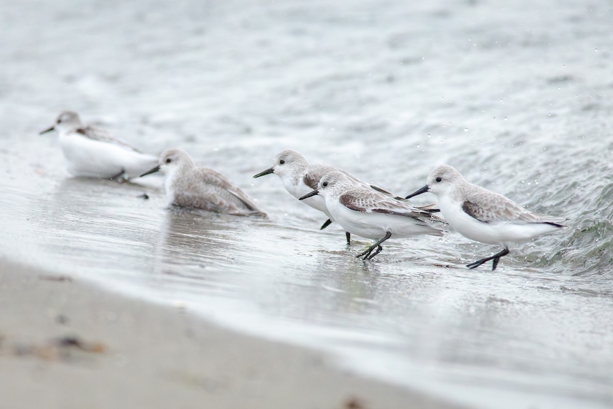 Txirri zuria - ML644783576