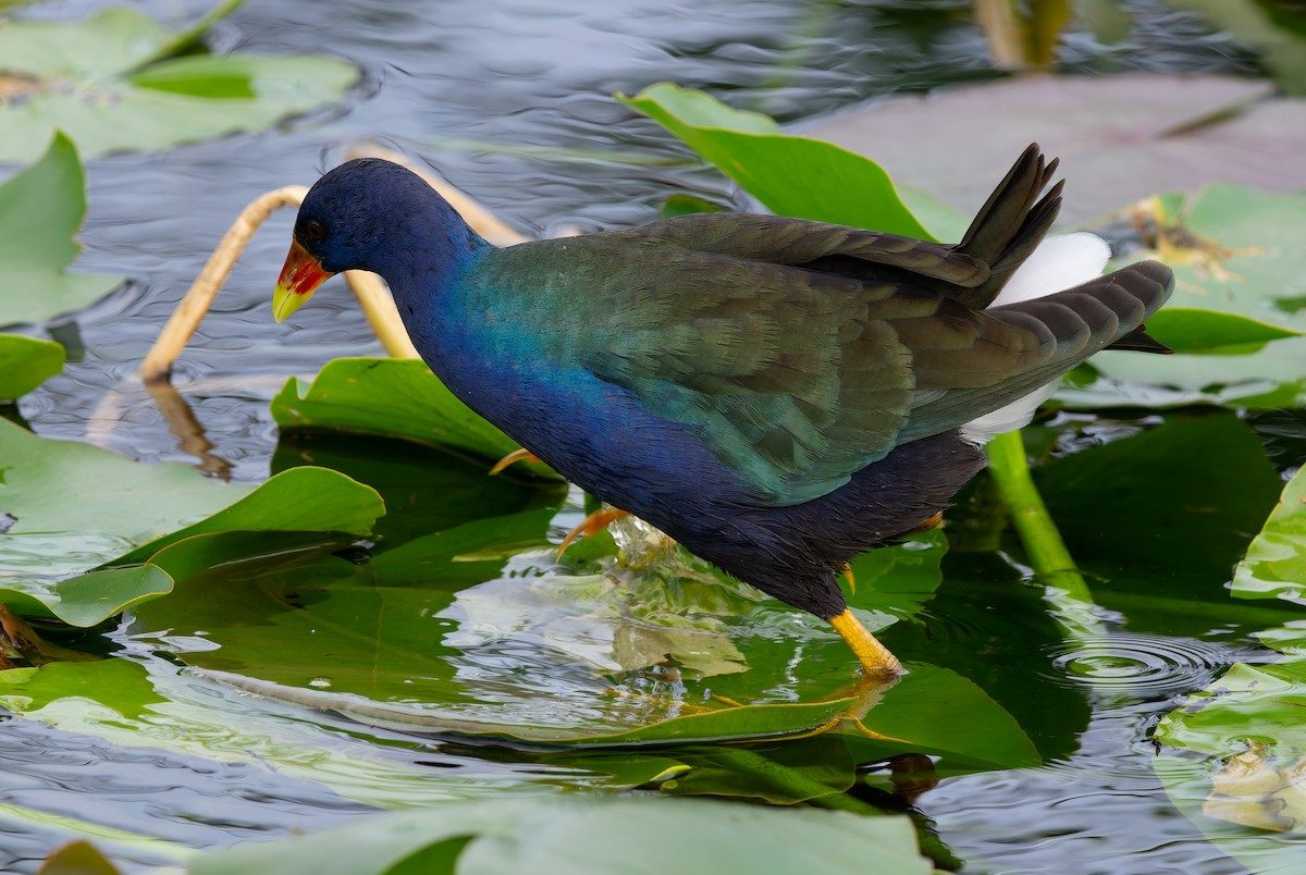 Малая султанка - ML644783577