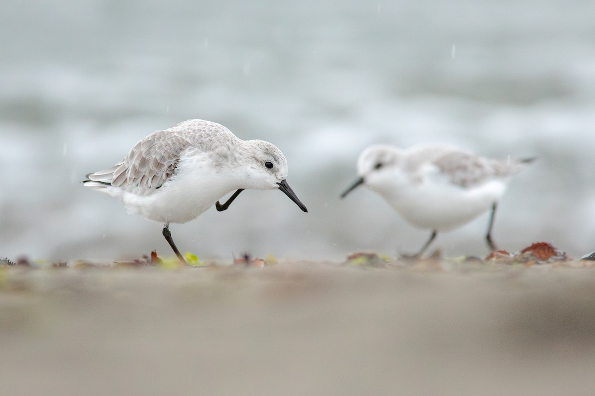 Txirri zuria - ML644783578