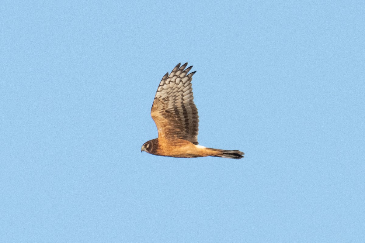 Busard des marais - ML644783589