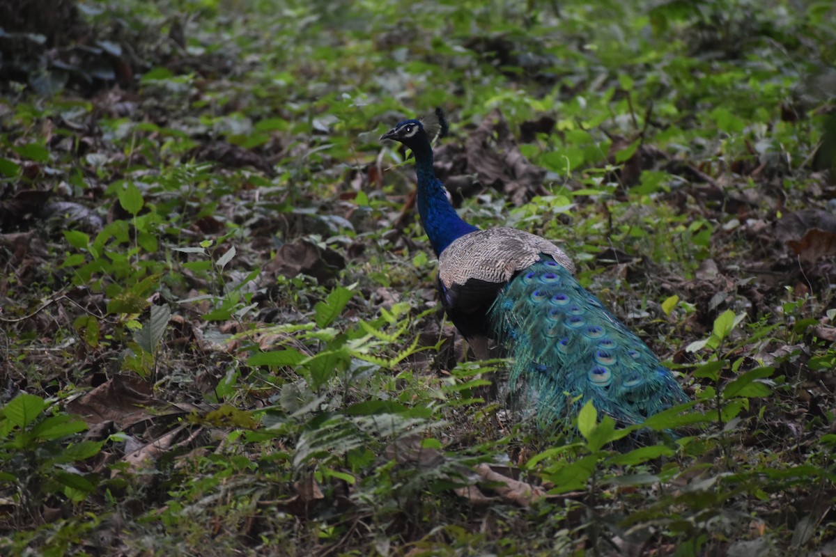 インドクジャク - ML644783599