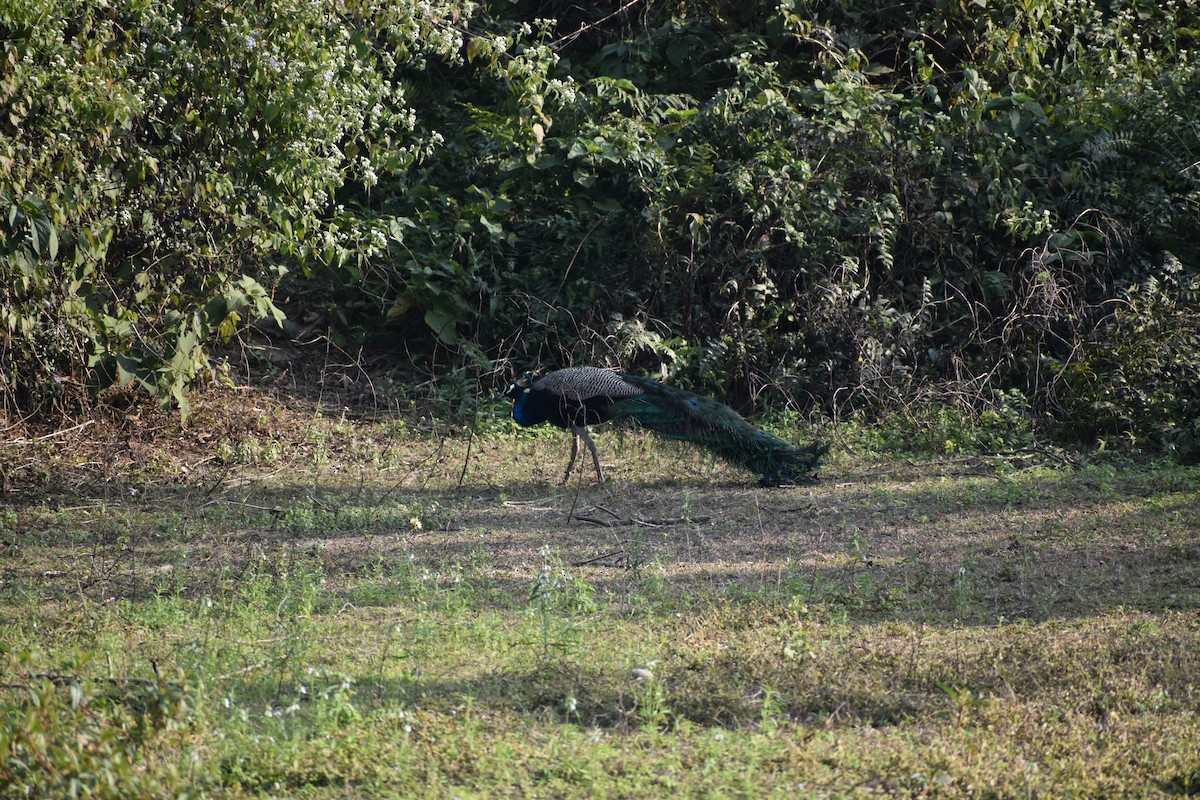 インドクジャク - ML644783602