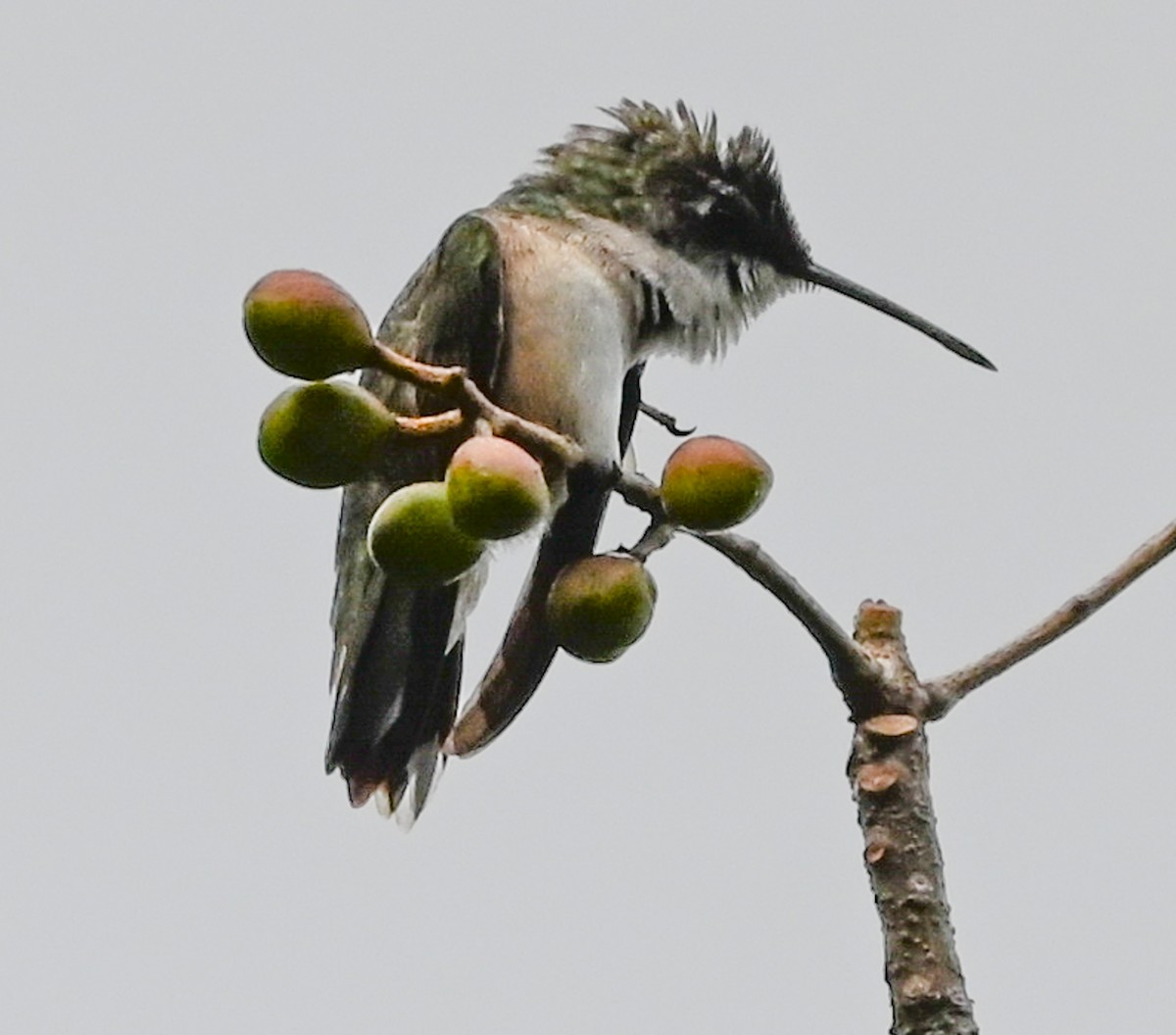 Ruby-throated Hummingbird - ML644783607