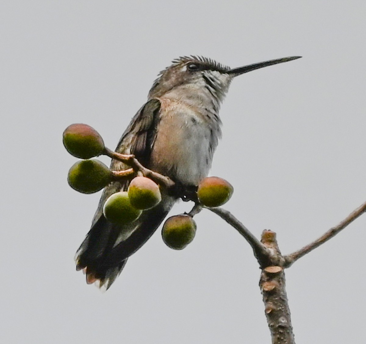 Ruby-throated Hummingbird - ML644783608