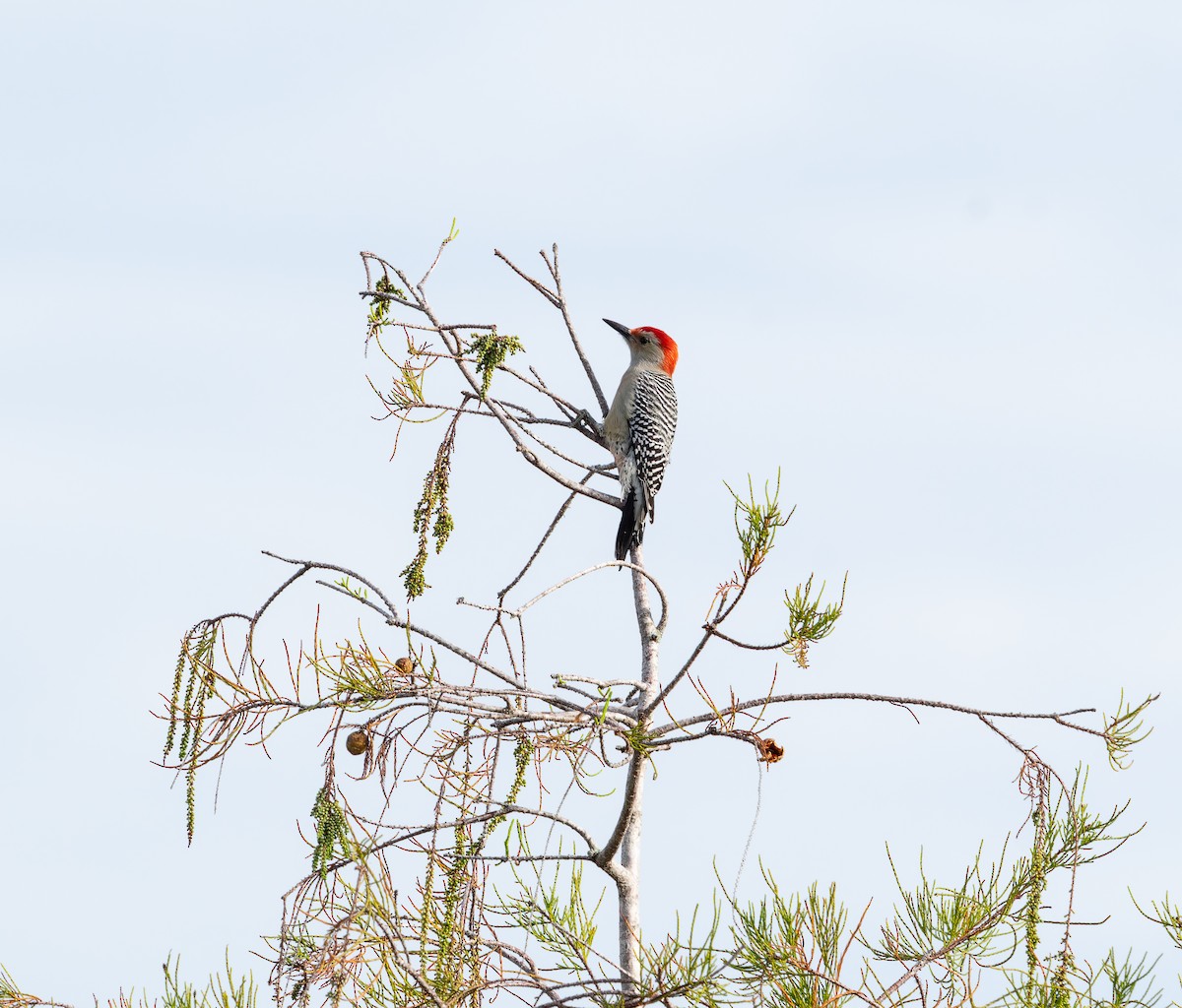 Carpintero de Carolina - ML644783611