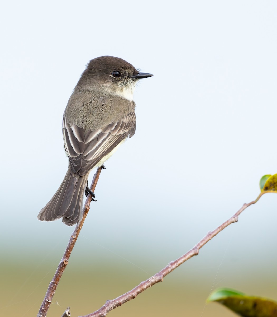 Mosquero Fibí - ML644783618