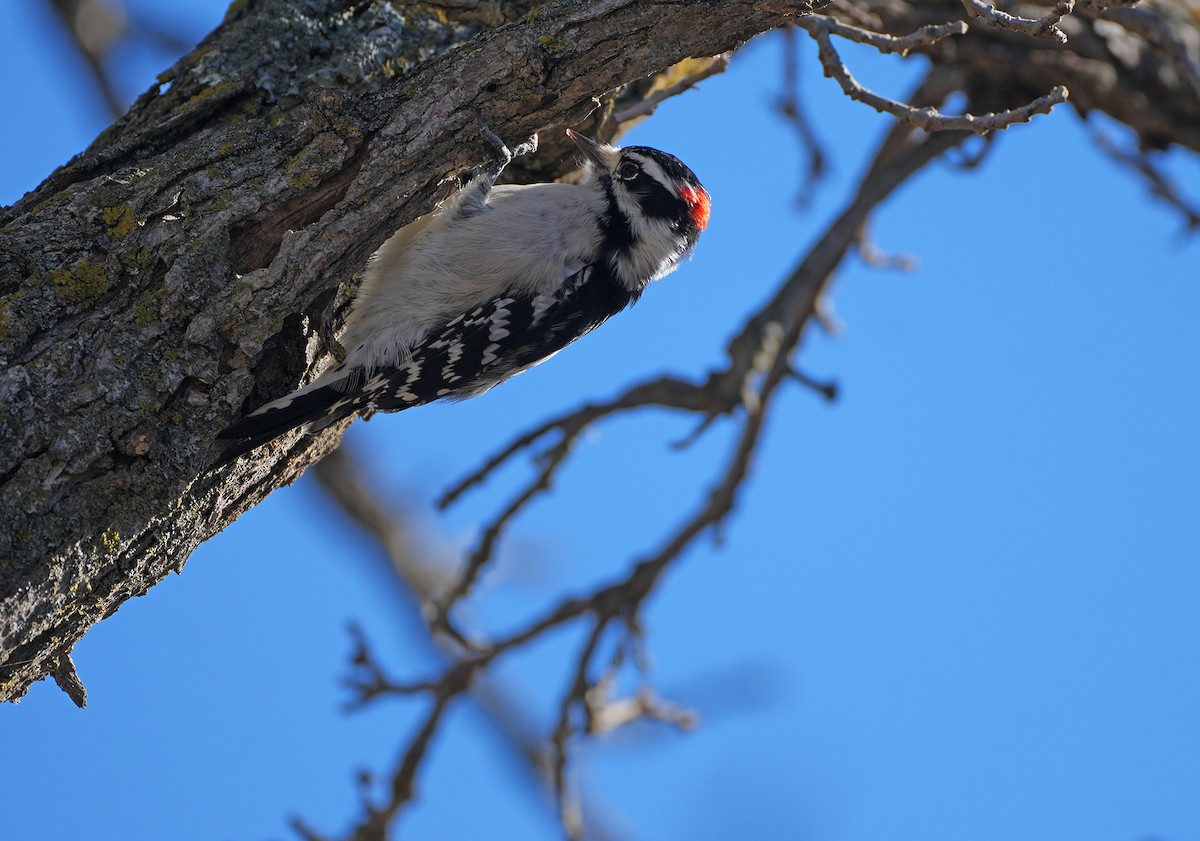 Downy Woodpecker - ML644783619