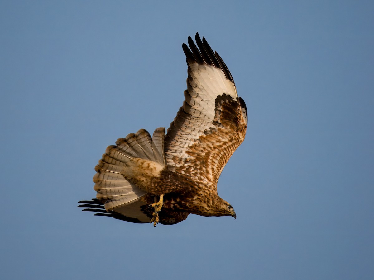 Buse féroce - ML644783631