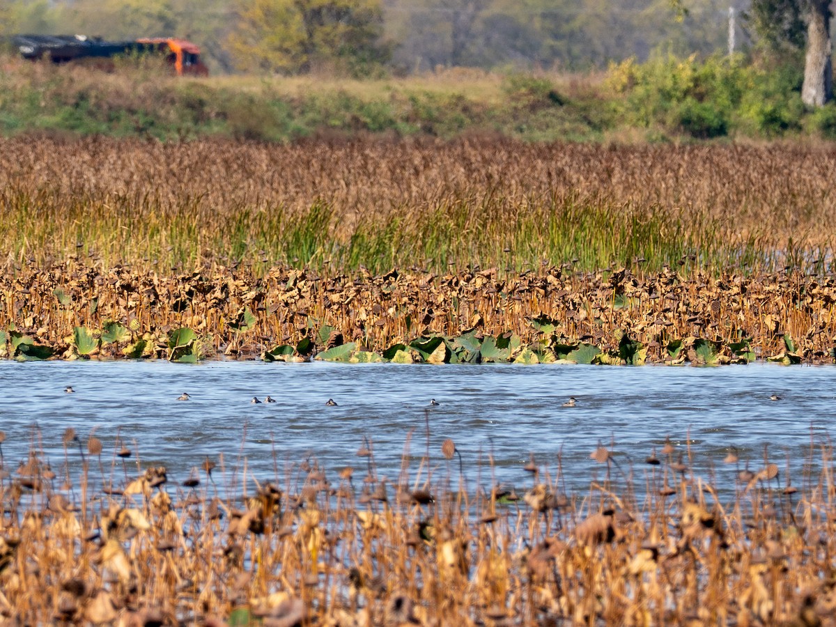 Schwarzkopf-Ruderente - ML644783633