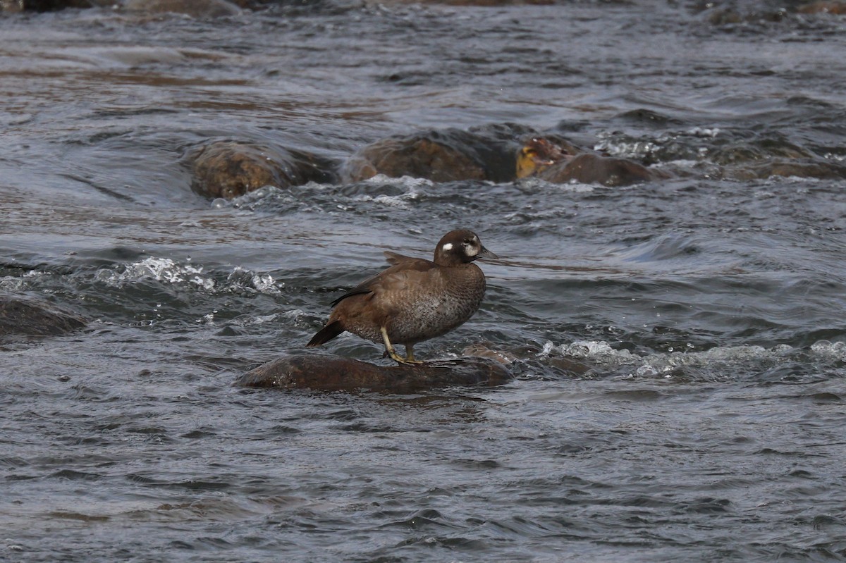 Palyaço Ördeği - ML644783649