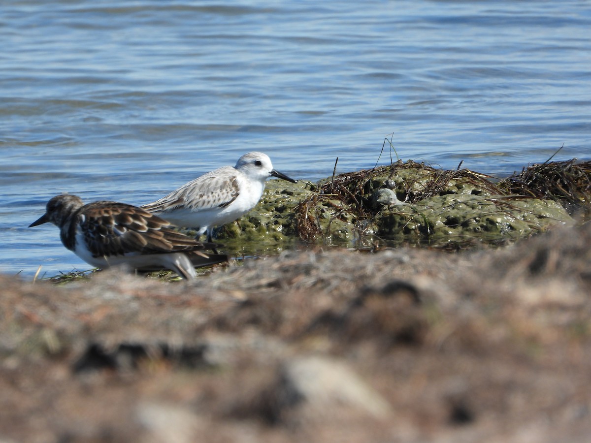 Txirri zuria - ML644783652