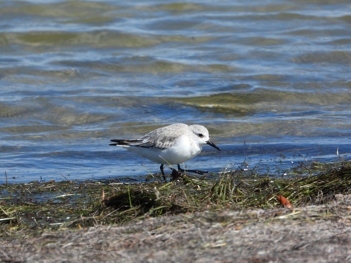 Txirri zuria - ML644783653