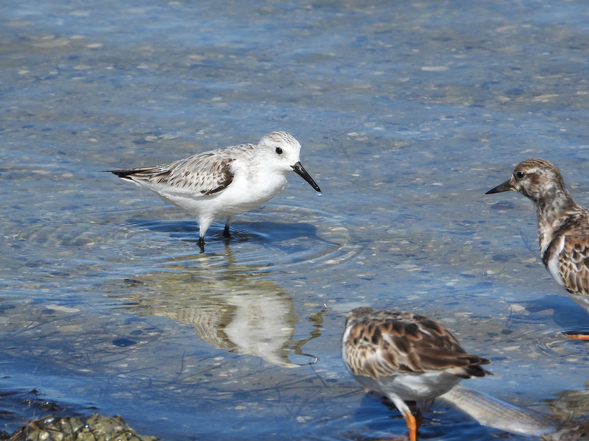 Txirri zuria - ML644783654