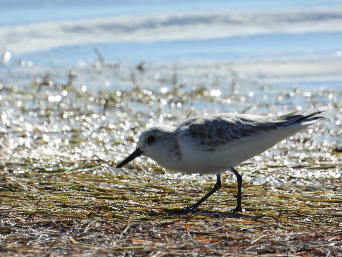 Txirri zuria - ML644783655