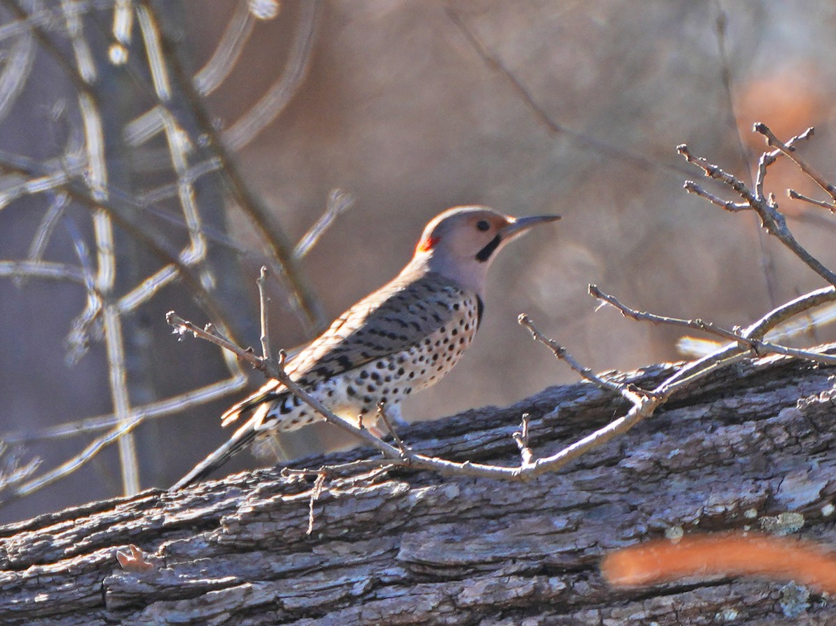 Northern Flicker - ML644783657