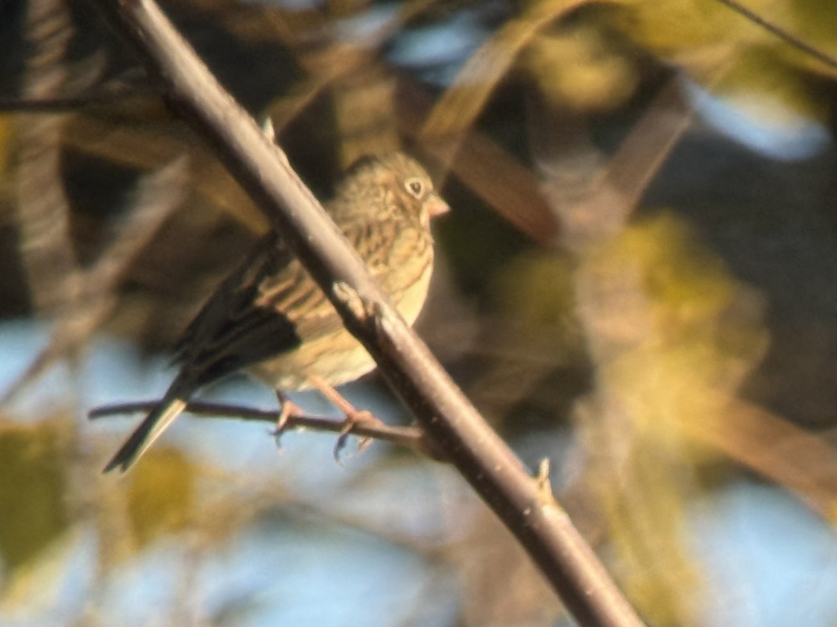 Vesper Sparrow - ML644783660