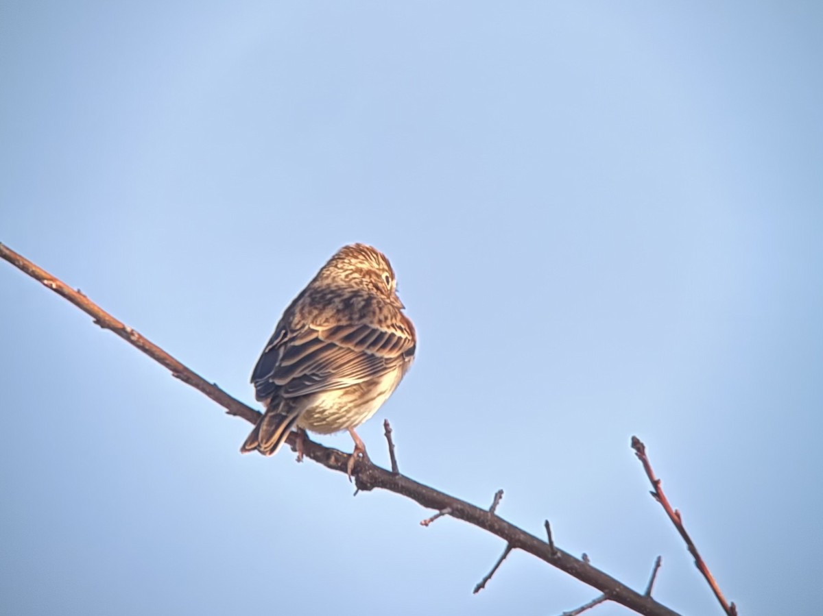 Vesper Sparrow - ML644783661
