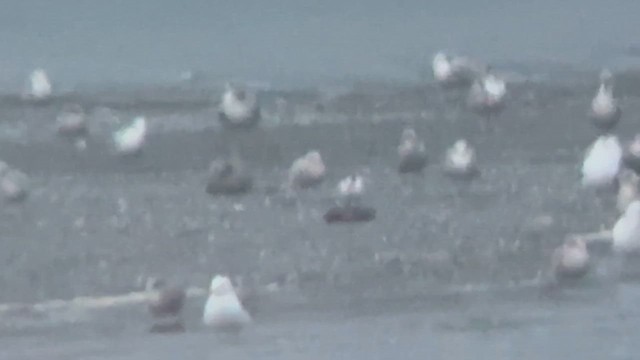 Elegant Tern - ML644783666