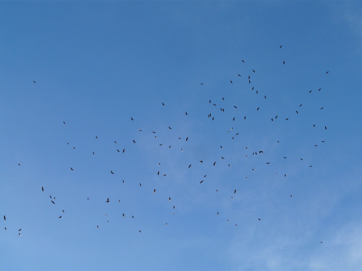 Катарта чорна - ML644783667