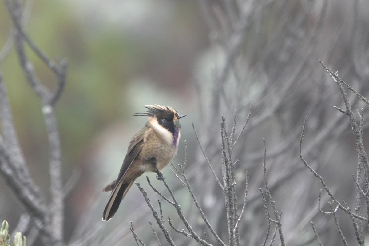 Buffy Helmetcrest - ML644783668