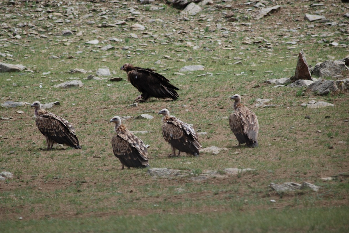 Cinereous Vulture - ML644783669