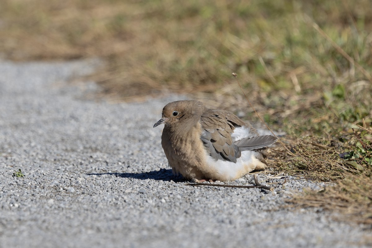 Mourning Dove - ML644783670