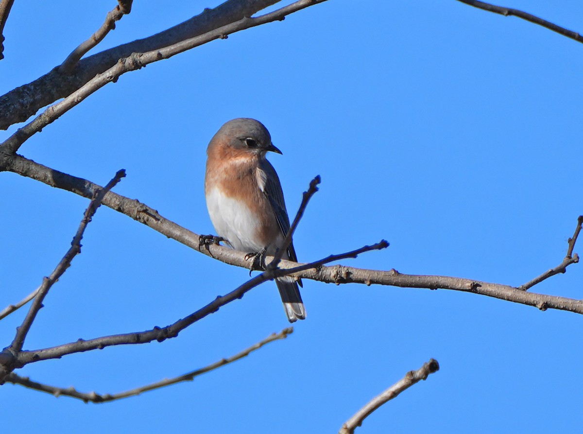Eastern Bluebird - ML644783672