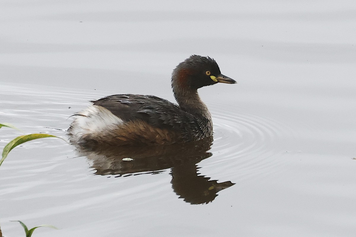 Australasian Grebe - ML644783677