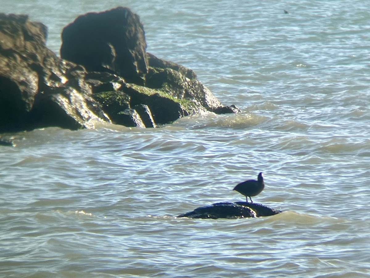 Focha Americana - ML644783687