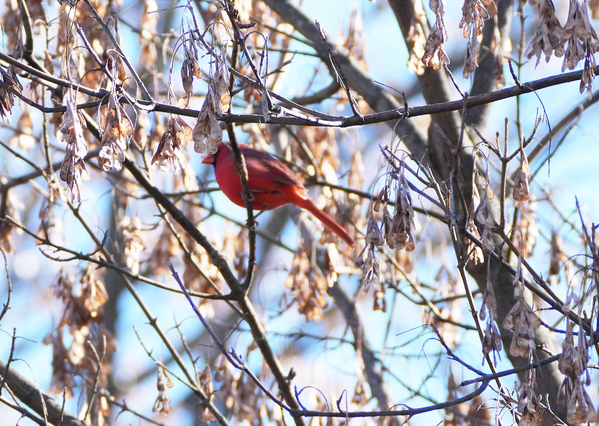 Красный кардинал - ML644783693