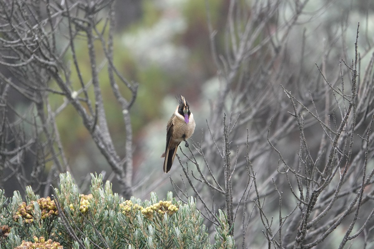 Buffy Helmetcrest - ML644783699