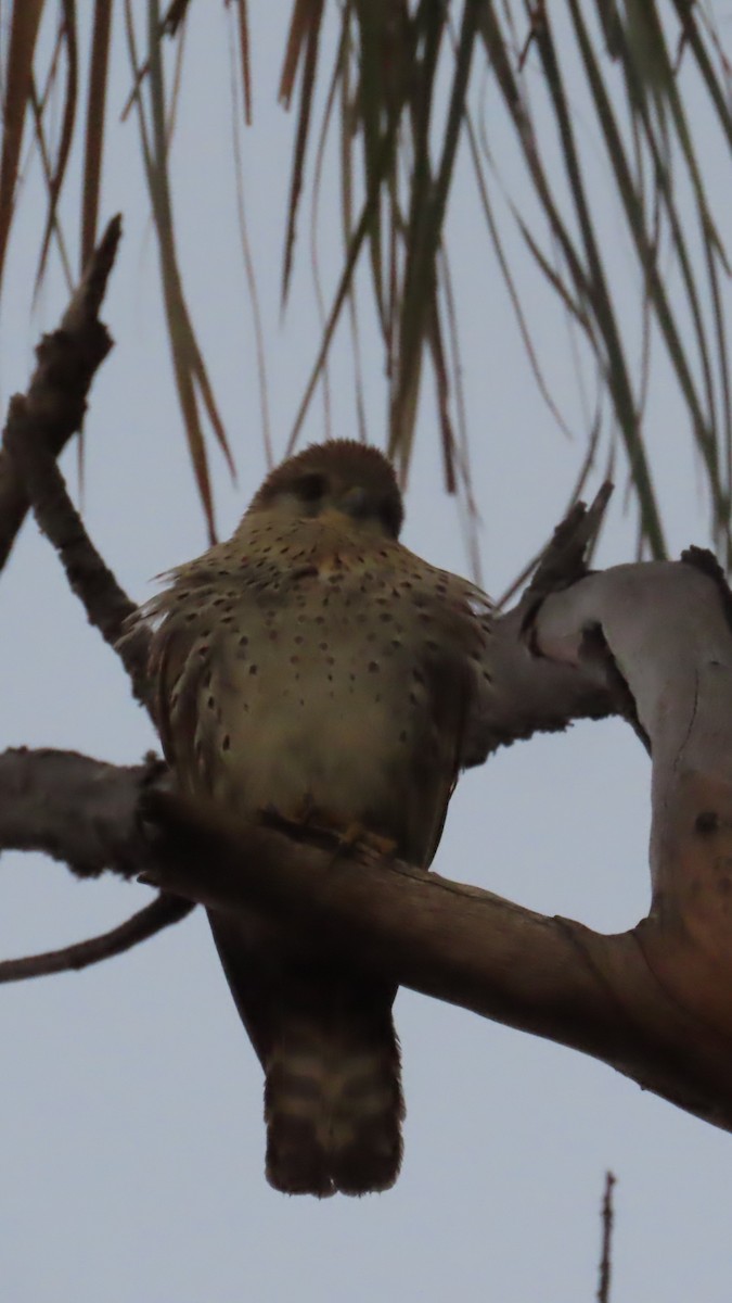 Malagasy Kestrel - ML644783702