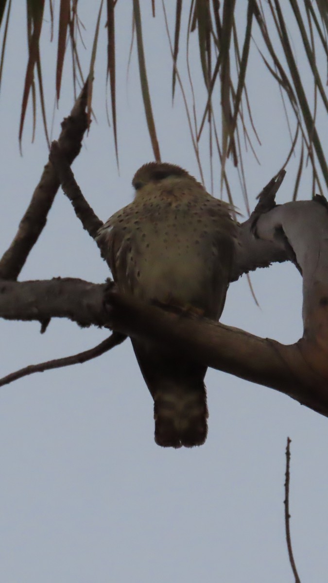 Malagasy Kestrel - ML644783703