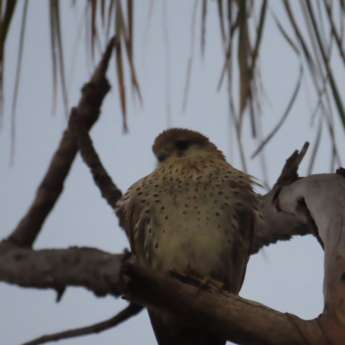 Malagasy Kestrel - ML644783704