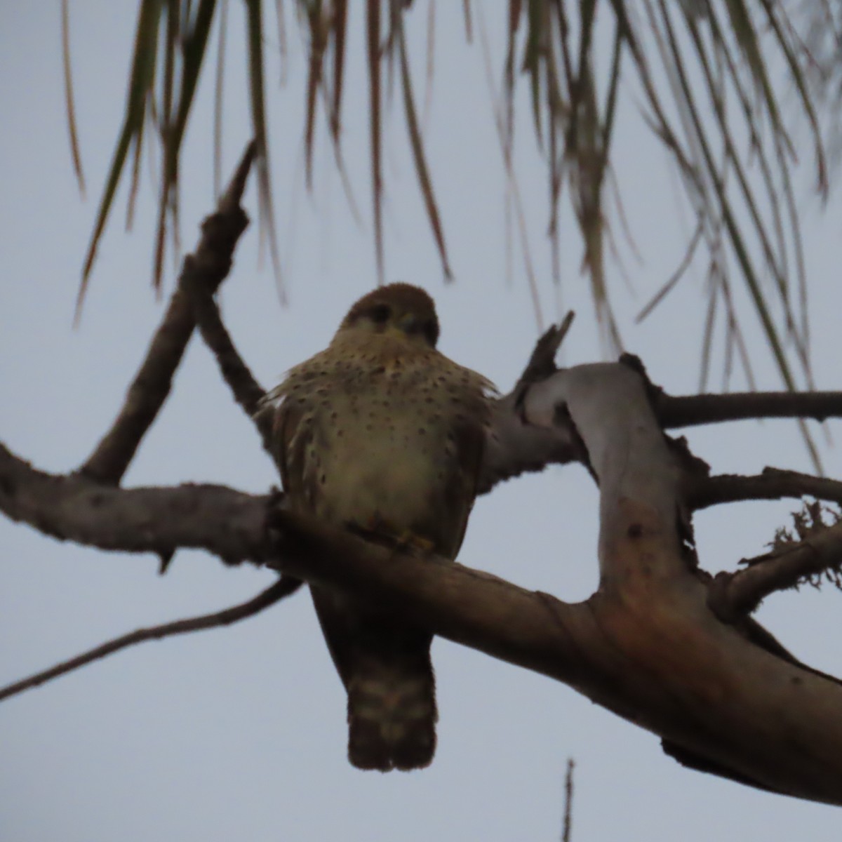 Malagasy Kestrel - ML644783705