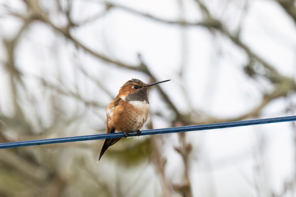 Rufous Hummingbird - ML644783719