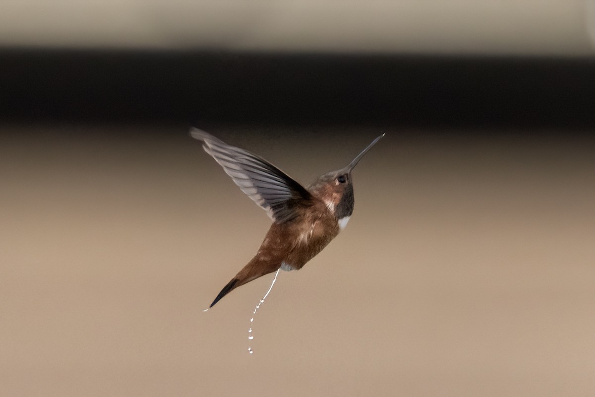 Rufous Hummingbird - ML644783720